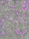 Pink flowers of a lapacho tree on the ground Royalty Free Stock Photo
