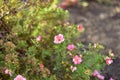 Pink flowers Lapchatka lat. Potentilla on a green Bush