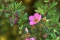 Pink flowers Lapchatka lat. Potentilla on a green Bush