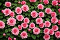 pink flowers. large rosehip flowers on a bush. background for florists and florists. beautiful plants. made