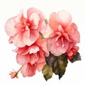 Watercolor Painting Of Beautiful Pink And White Flowers