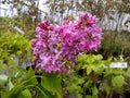 Syringa vulgaris 'Princesse Sturdza' Royalty Free Stock Photo