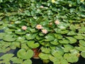 Pink flowers with lillypads Royalty Free Stock Photo