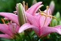 Lily buds after a rain. Side view. Royalty Free Stock Photo