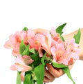 Pink flowers lily Royalty Free Stock Photo