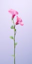 Minimalist Mobile Wallpaper: Elegant Sweet Pea On Blurred Background