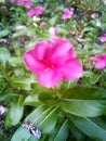 Pink flowers on a lovely evening