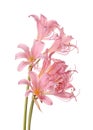 Pink flowers of Lycoris squamigera isolated against a white back Royalty Free Stock Photo