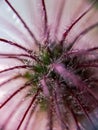 Pink flowers macro, tenderness. Background, photo Wallpaper. Royalty Free Stock Photo