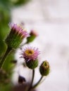 Pink flowers macro, tenderness. Background, photo Wallpaper. Royalty Free Stock Photo