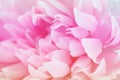 Pink flowers made with color filters, soft color and blur style for background Royalty Free Stock Photo