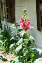 Pink flowers of Mallow, Alcea rosea, Family malvaceae also known as Hollyhock, in the garden in front of white wooden rural house. Royalty Free Stock Photo