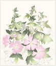 Pink flowers mallow with green leaves. Greeting ca