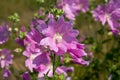 Pink flowers mallow. MÃÂ¡lva. Close-up buds. Summer. Sunny day Royalty Free Stock Photo