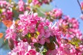 Pink flowers of the Malus prunifolia tree. Branches of the flowering pink tree Crab apples or sakura. Close-up Royalty Free Stock Photo