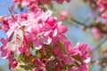 Pink flowers of the Malus prunifolia tree. Branches of the flowering pink tree Crab apples or sakura Royalty Free Stock Photo