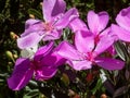 Pink flowers of the Manaca tree (Tibouchina mutabilis).