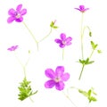 Pink flowers of Marsh Cranesbill or Geranium palustre isolated on white Royalty Free Stock Photo