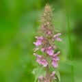 Pink flowers of marsh woundwort Royalty Free Stock Photo
