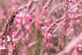 Pink flowers meadow background, closeup Royalty Free Stock Photo