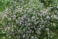 Pink flowers in meadow overhead