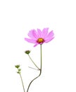 Pink flowers mexican aster cosmos bipinnatusblooming and green stem and bud isolated on white background ,clipping path Royalty Free Stock Photo