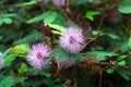 Pink flowers of Mimosa pudica, also called sensitive plant, Sensitive flower. Royalty Free Stock Photo