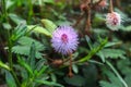 Pink flowers of Mimosa pudica, also called sensitive plant, Sensitive flower. Royalty Free Stock Photo