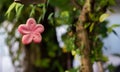 Pink flowers mobile on branch of tree in the garden at home look lovely. Decoration object in countryside garden.