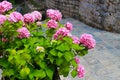 Pink flowers in Montenegro