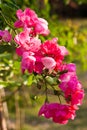 Pink flowers in the morning