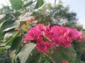 Pink flowers Morning photography natural look