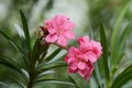 Pink flowers name is Oleander Nerium oleander L. blooming over Royalty Free Stock Photo