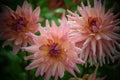 Pink flowers namely Dahlia Georgina with Droplets