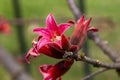 Pink flowers of a native Brachychiton bidwillii hook or little kurrajong Royalty Free Stock Photo