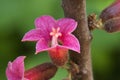 Pink flowers of a native Brachychiton bidwillii or little kurrajong Royalty Free Stock Photo