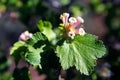 Pink flowers of native raspberry, Rubus Subgenus Idaeobatus