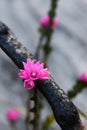 Pink flowers of the native rose, Boronia serrulata, growing amongst burnt blackened tree branches