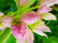 Pink flowers natur 4k photo