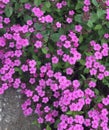 Pink flowers near to the path