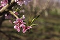 Pink flowers of nectarine tree close-up on blurred background Royalty Free Stock Photo