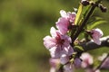 Pink flowers of nectarine tree close-up on blurred background Royalty Free Stock Photo