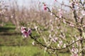 Pink flowers of nectarine tree close-up on blurred background of orchard Royalty Free Stock Photo