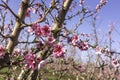 Pink flowers of nectarine tree close-up on blurred background of orchard Royalty Free Stock Photo