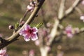 Pink flowers of nectarine tree close-up on blurred background of orchard Royalty Free Stock Photo