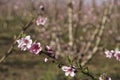 Pink flowers of nectarine tree close-up on blurred background of orchard Royalty Free Stock Photo