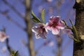 Pink flowers of nectarine tree close-up on blurred background of orchard Royalty Free Stock Photo