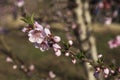 Pink flowers of nectarine tree close-up on blurred background of orchard Royalty Free Stock Photo