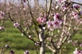 Pink flowers of nectarine tree close-up on blurred background of orchard Royalty Free Stock Photo