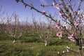 Pink flowers of nectarine tree close-up on blurred background of orchard Royalty Free Stock Photo